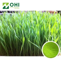 Chinese supply organic green barley grass powder / barley grass juice powder