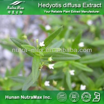 100% Natural Hedyotis diffusa Extract powder 4:1 ~20:1