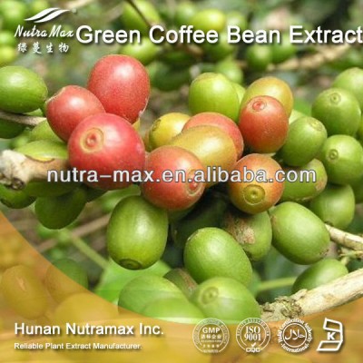 GMP Manufacturer Supply High QualityGreen Coffee Bean Extract powder, Coffee Bean Extract ,Total Chlorogenic acids 45%, 50%, 70%