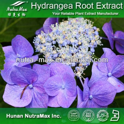 2014 Low Price - Natural Hydrangea Arborescens Root Extract