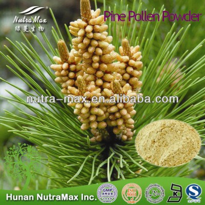 100% Natural Pine Pollen ,Pine Pollen Extract,Pine Pollen Powder --NutraMax Supplier