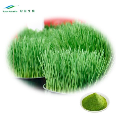 100% Pure Extract of Barley Grass P.E. 4:1 5:1 10:1 20:1