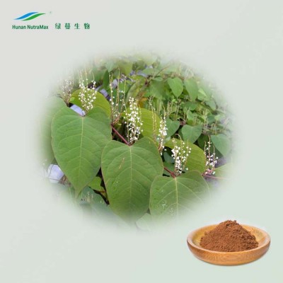 Natural Polygonum Cuspidatum Extract Resveratrol 10%-99%